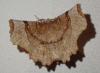 Selenia lunularia
